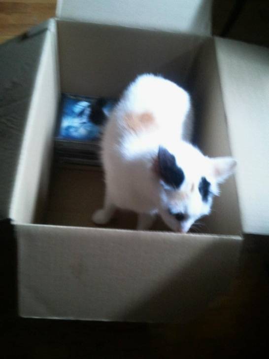 dolly -