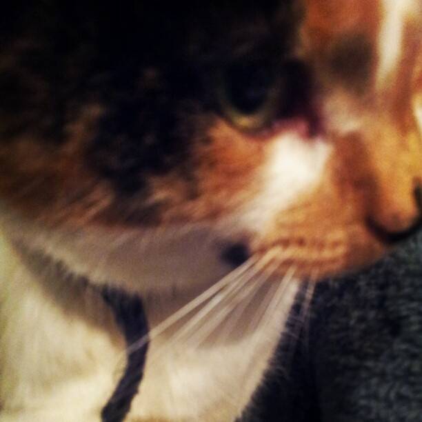 Bubbles - (13 ans)