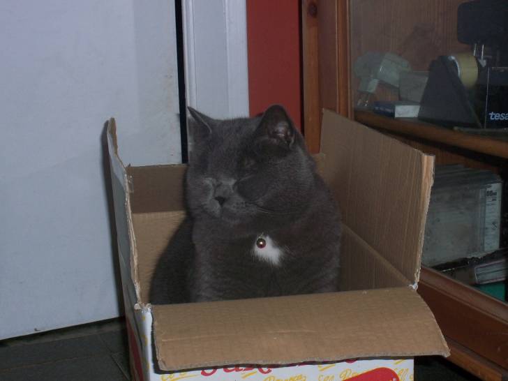 Fum - Mâle (4 ans)