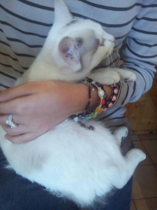 chipie - (4 mois)