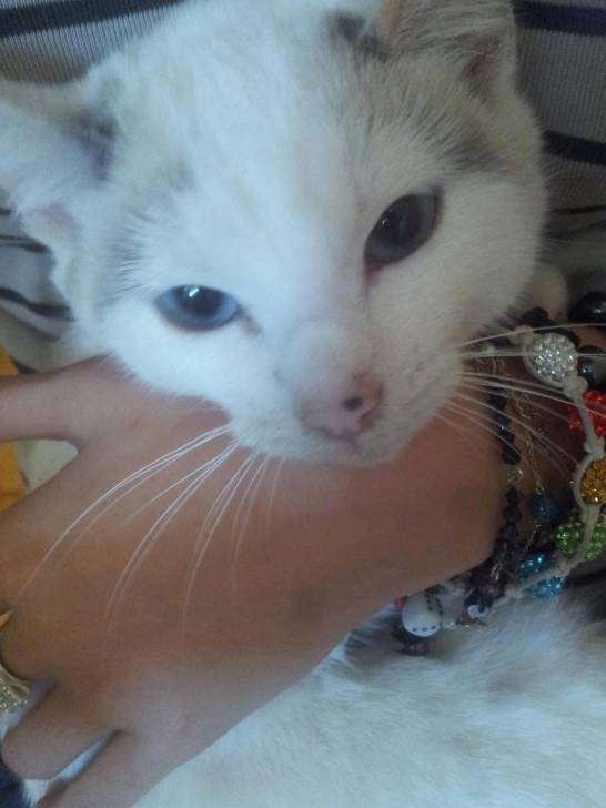 chipie - (4 mois)