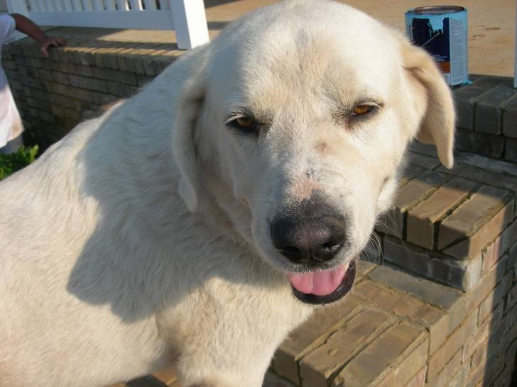 Cujo - Mâle (10 ans)
