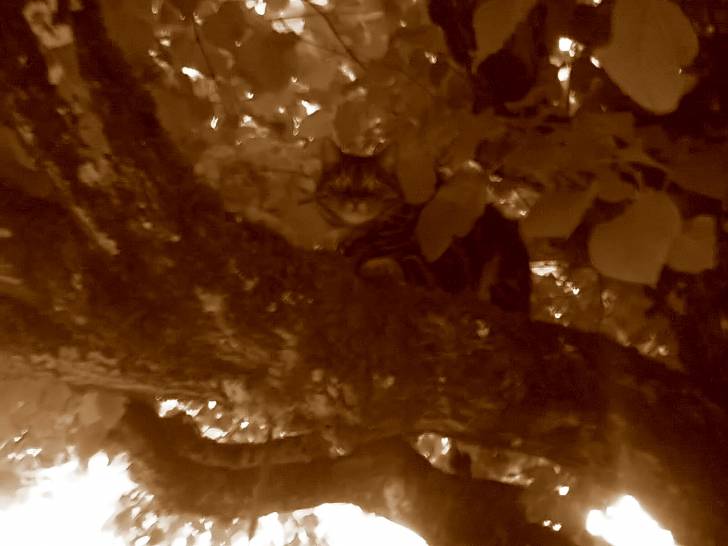 Tigrou dans l'arbre - Mâle (10 ans)