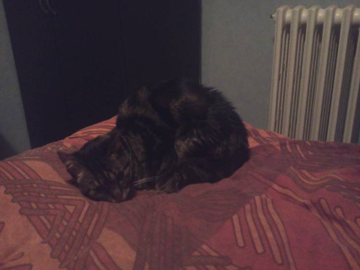 Tigrou se repose - Mâle (10 ans)