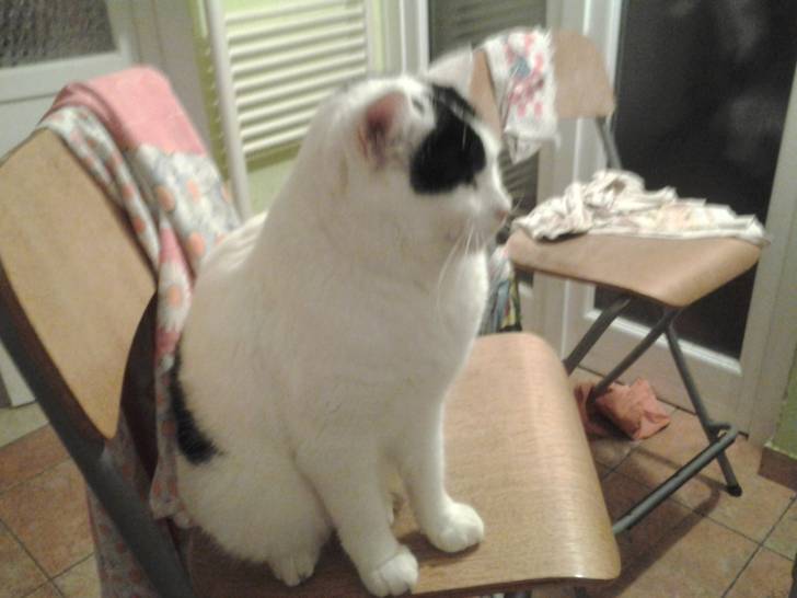 Ulisse - Mâle (3 ans)