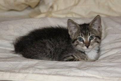 Kira - Mâle (5 mois)