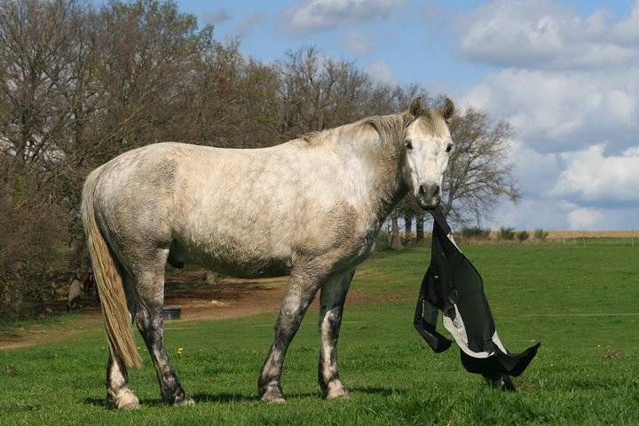 Raymist PirateModesty - Mâle (7 ans)