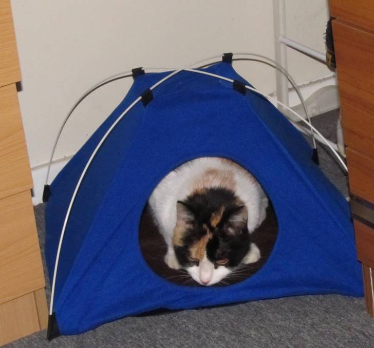 Oscar - Mâle (3 ans)