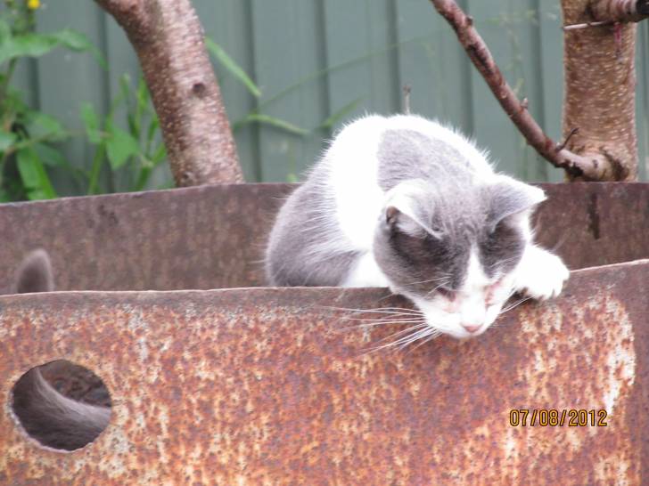 Kitty 1 - (4 ans)