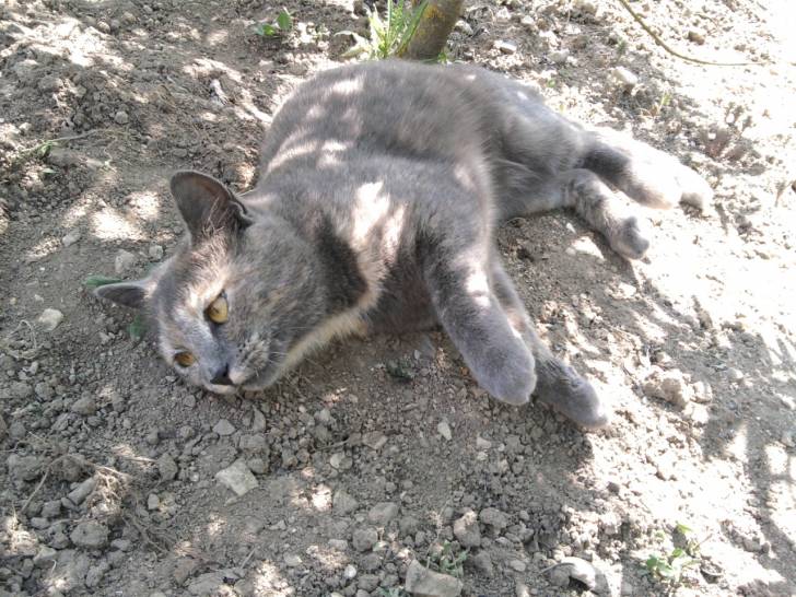 Fripouille - (2 ans)