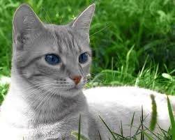 Silver - (2 mois)