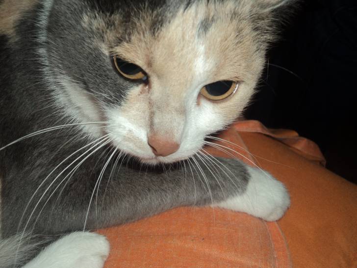 Electra - (5 ans)