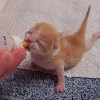 tiny - (1 mois)
