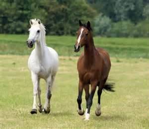 browny and snowball - Mâle (1 an)