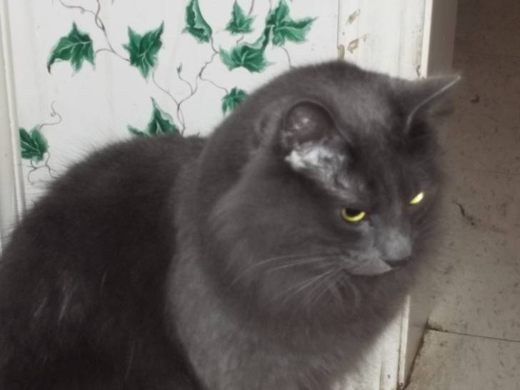 Smokey - Mâle (5 ans)