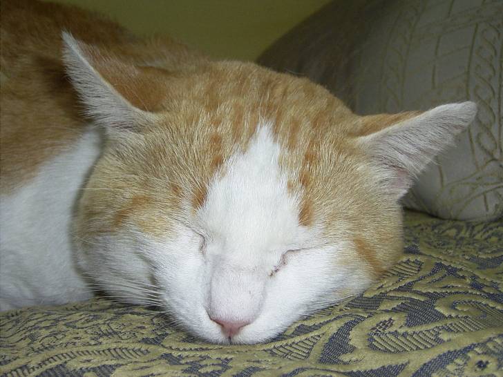 Oliver - Mâle (12 ans)