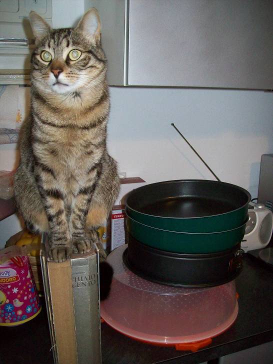 Muffin - Mâle (2 ans)