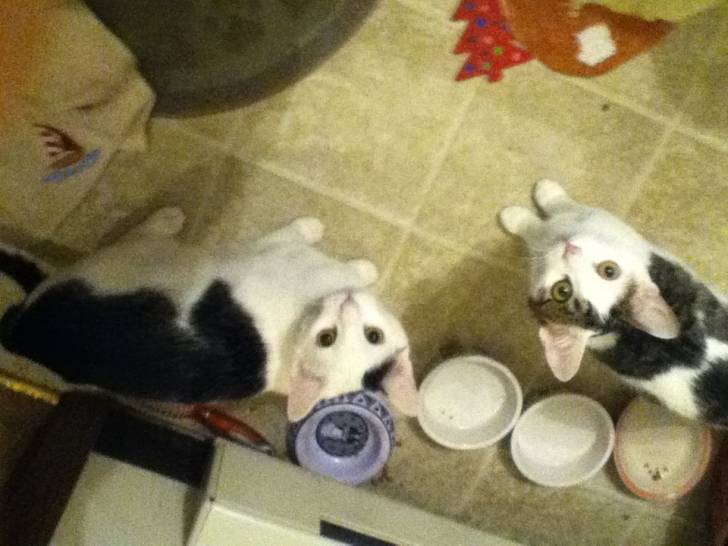 Thomas and sassy - (8 mois)