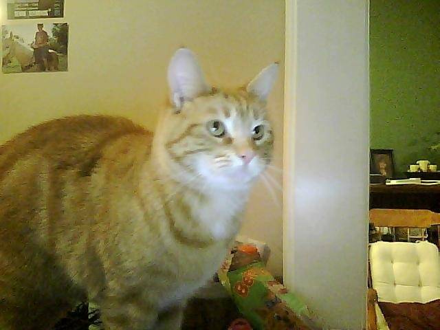 Tilly -