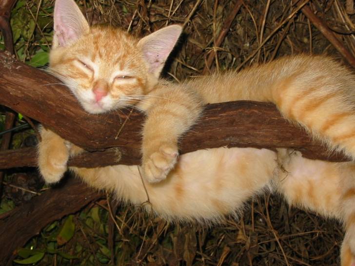 mon chat - (11 mois)