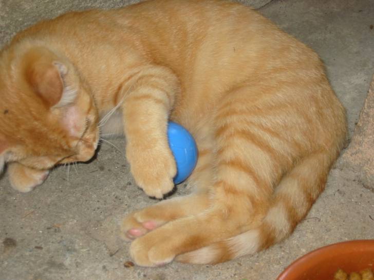 mon chat - (11 mois)