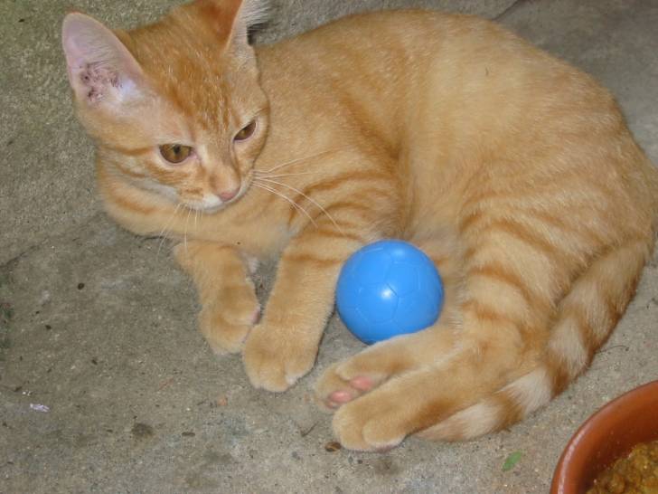 mon chat - (11 mois)