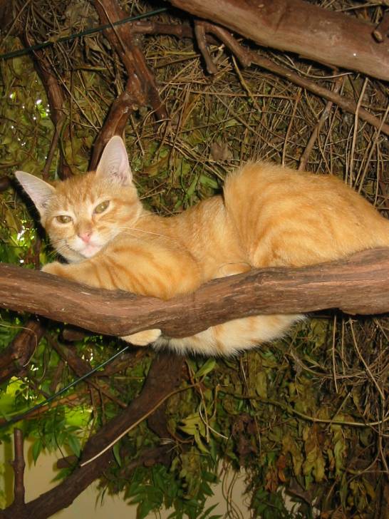 mon chat - (11 mois)
