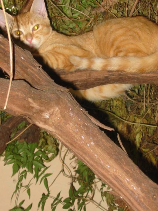mon chat - (11 mois)
