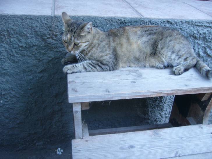 Stella - (4 ans)