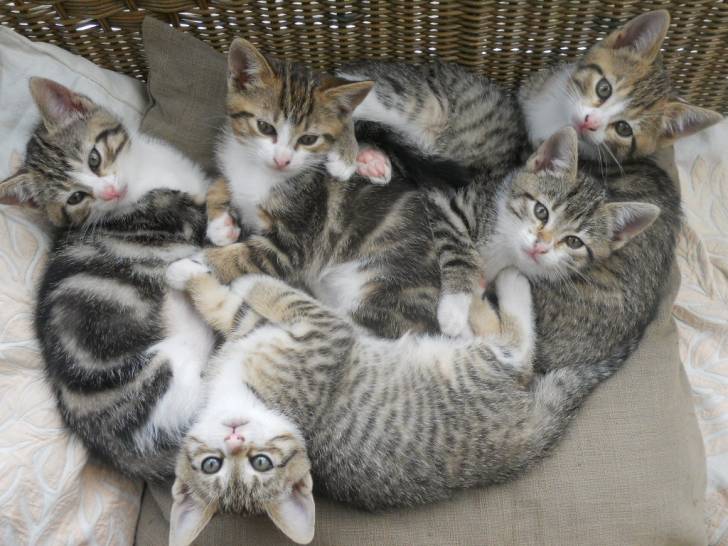 Chatons - (2 mois)