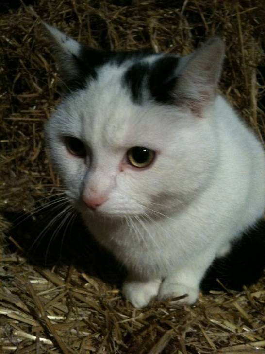 Sparky - Mâle (11 mois)
