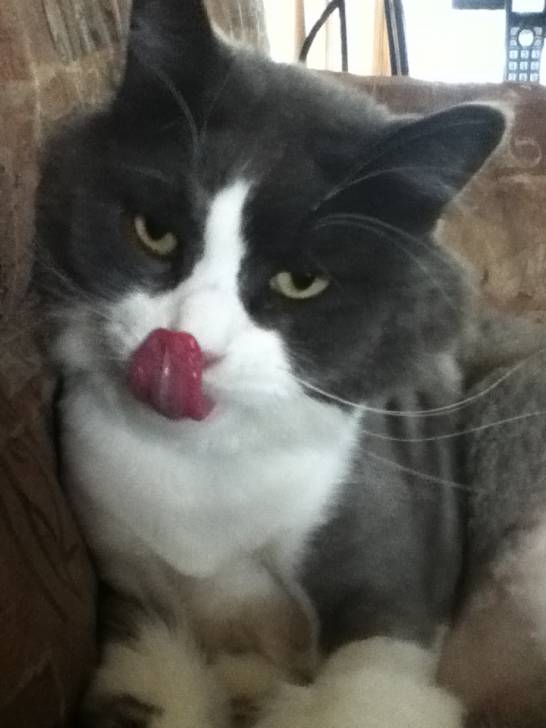 Ti-mi - Mâle (5 ans)