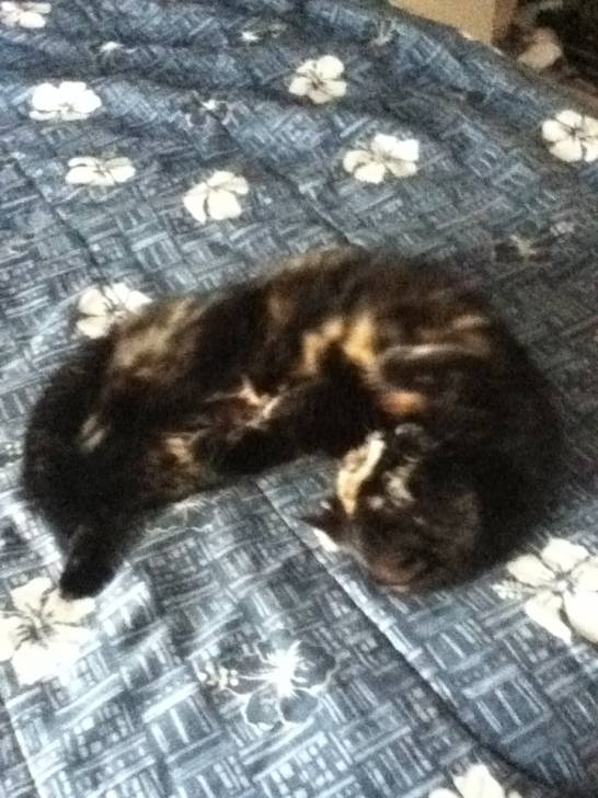 Pouchi - (6 ans)