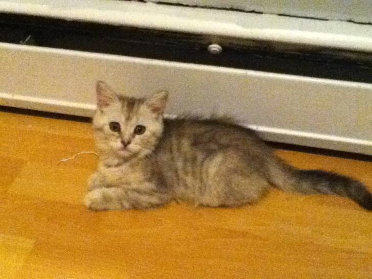 Mousseline - (3 mois)