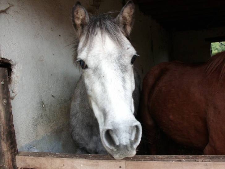 Utah - Mâle (4 ans)