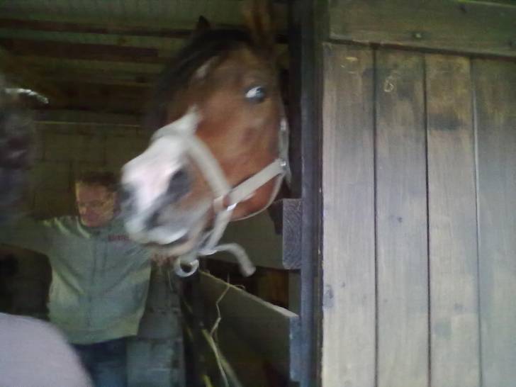 Hidalgo - Mâle (7 ans)