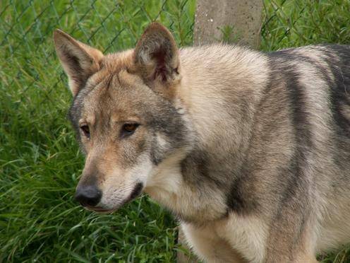Atias chien-loup de saarloos - Mâle (4 ans)