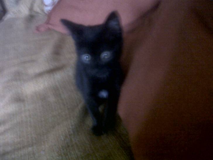 Luna - (5 mois)