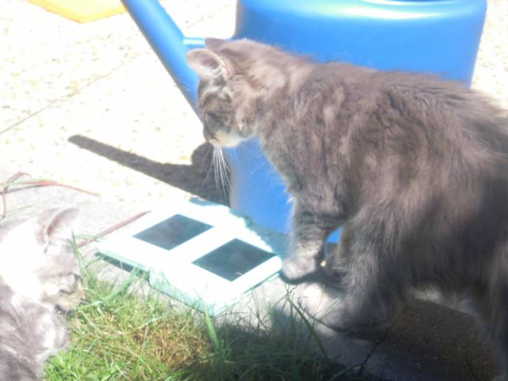 Grisette mon chaton -