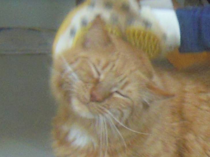 mon chat Timmy - Mâle (8 ans)