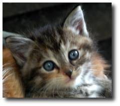 Misty - (10 ans)
