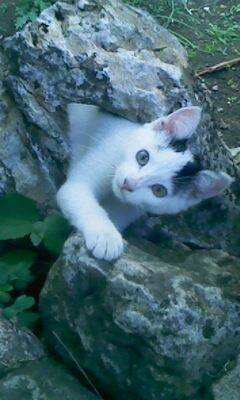 Gallinette - (9 mois)