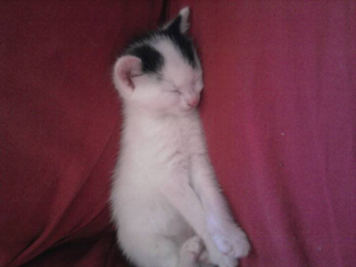 Gallinette - (9 mois)