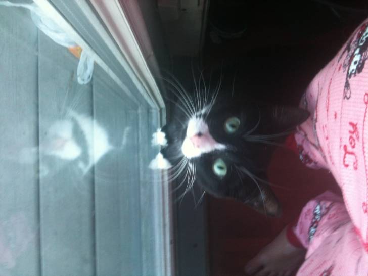 Kitty - (4 ans)
