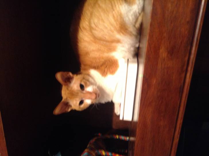 Marlo - Mâle (6 ans)