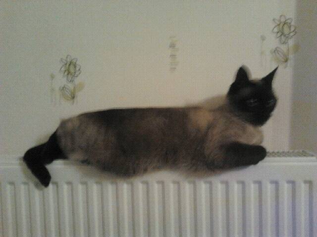 Lilou - (2 ans)