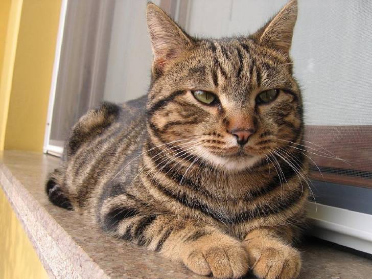 lilli - (11 ans)
