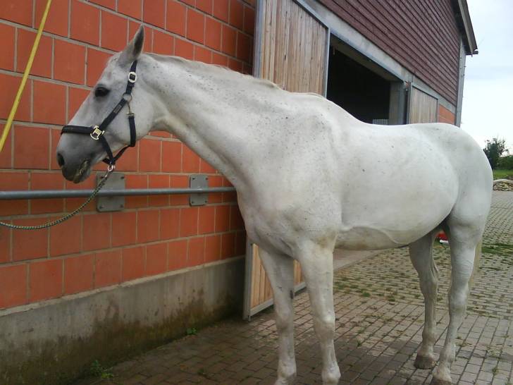Rebell ( mein Pferd)! - Mâle (17 ans)