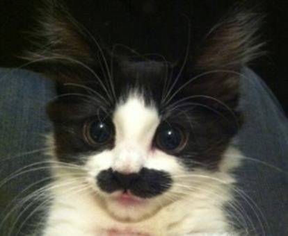 Oreo - (2 ans)
