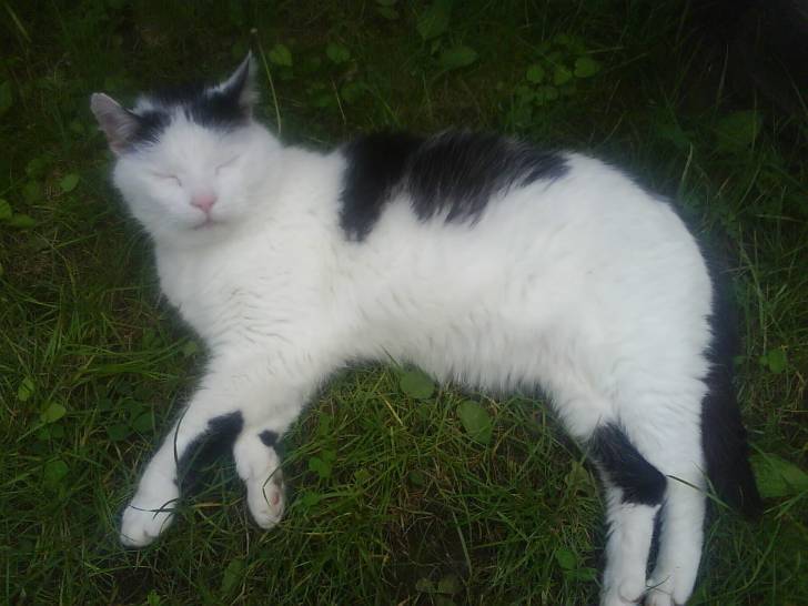Charly - Mâle (16 ans)